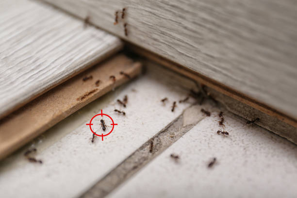 Best Spider Control Near Me  in Manhattan Beach, CA