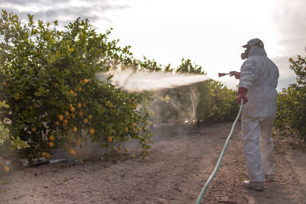 Best Affordable Pest Control Services  in Manhattan Beach, CA