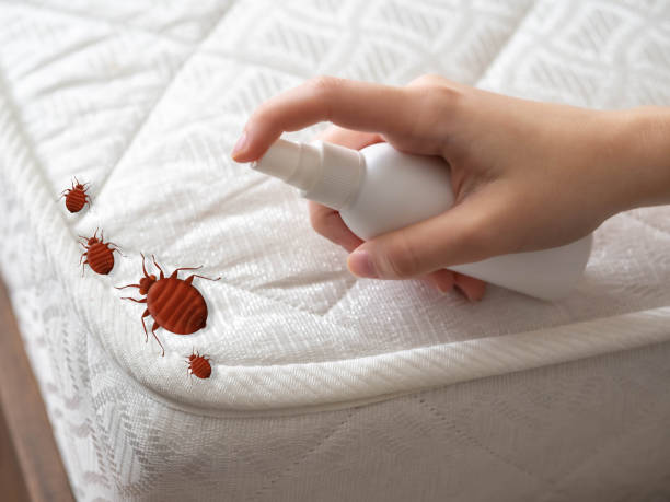 Best Pest Prevention Services  in Manhattan Beach, CA