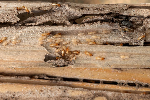 Best Rodent Control Near Me  in Manhattan Beach, CA