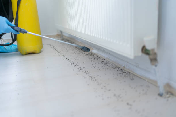 Best Pest Inspection Near Me  in Manhattan Beach, CA