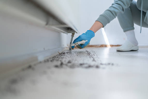 Bird Control in Manhattan Beach, CA